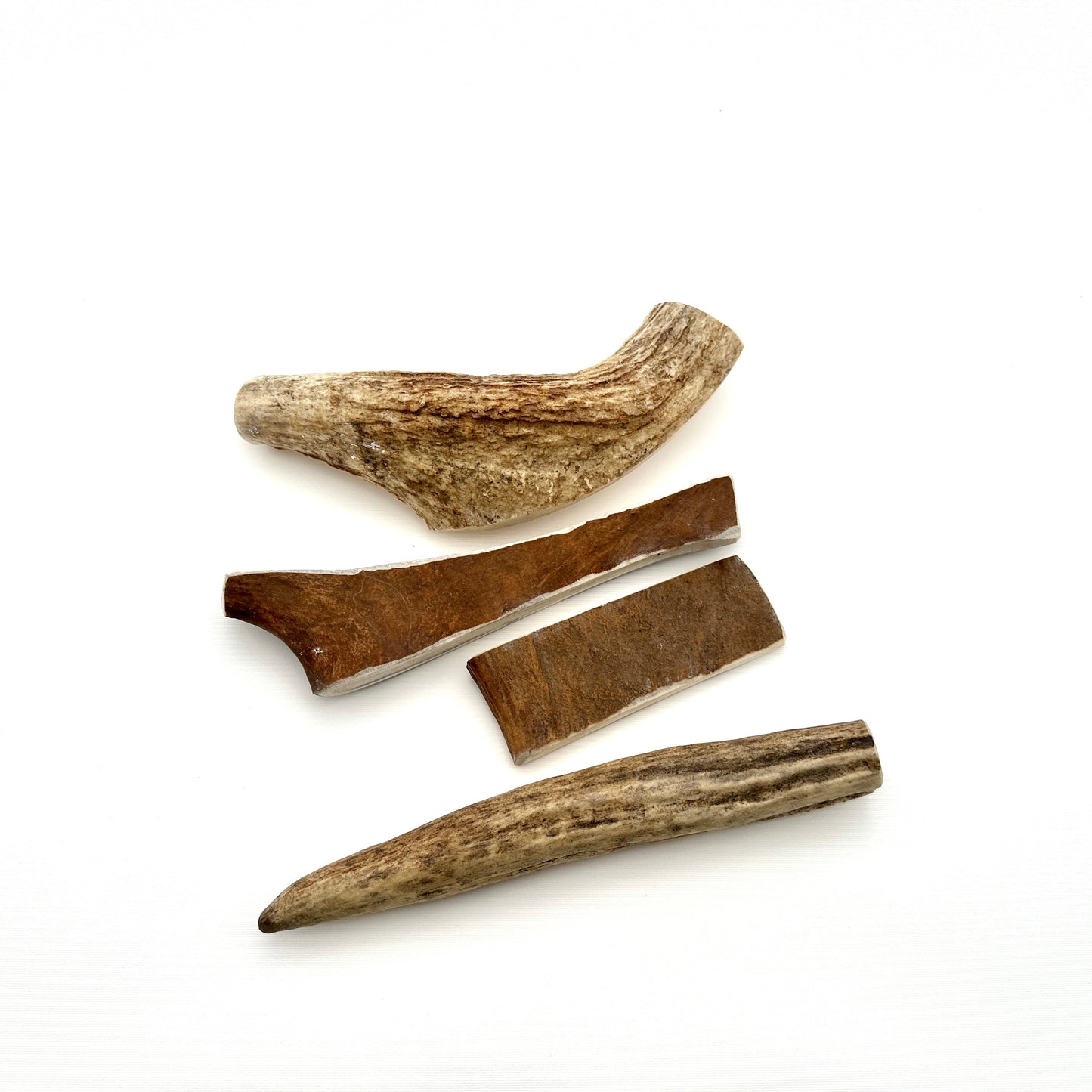 Swedish moose antlers