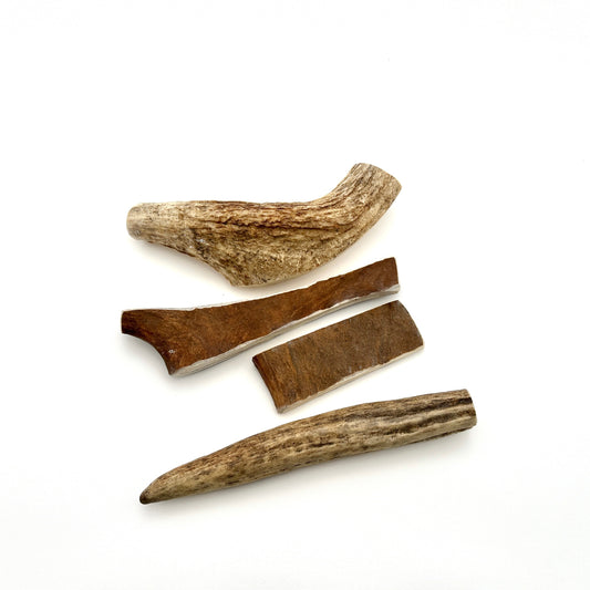 Swedish moose antlers