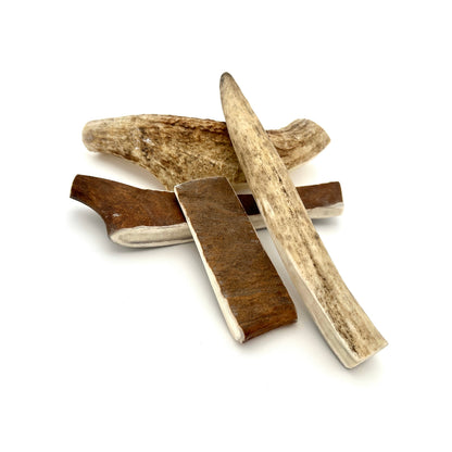 Swedish moose antlers