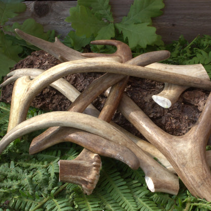 Swedish reindeer antlers