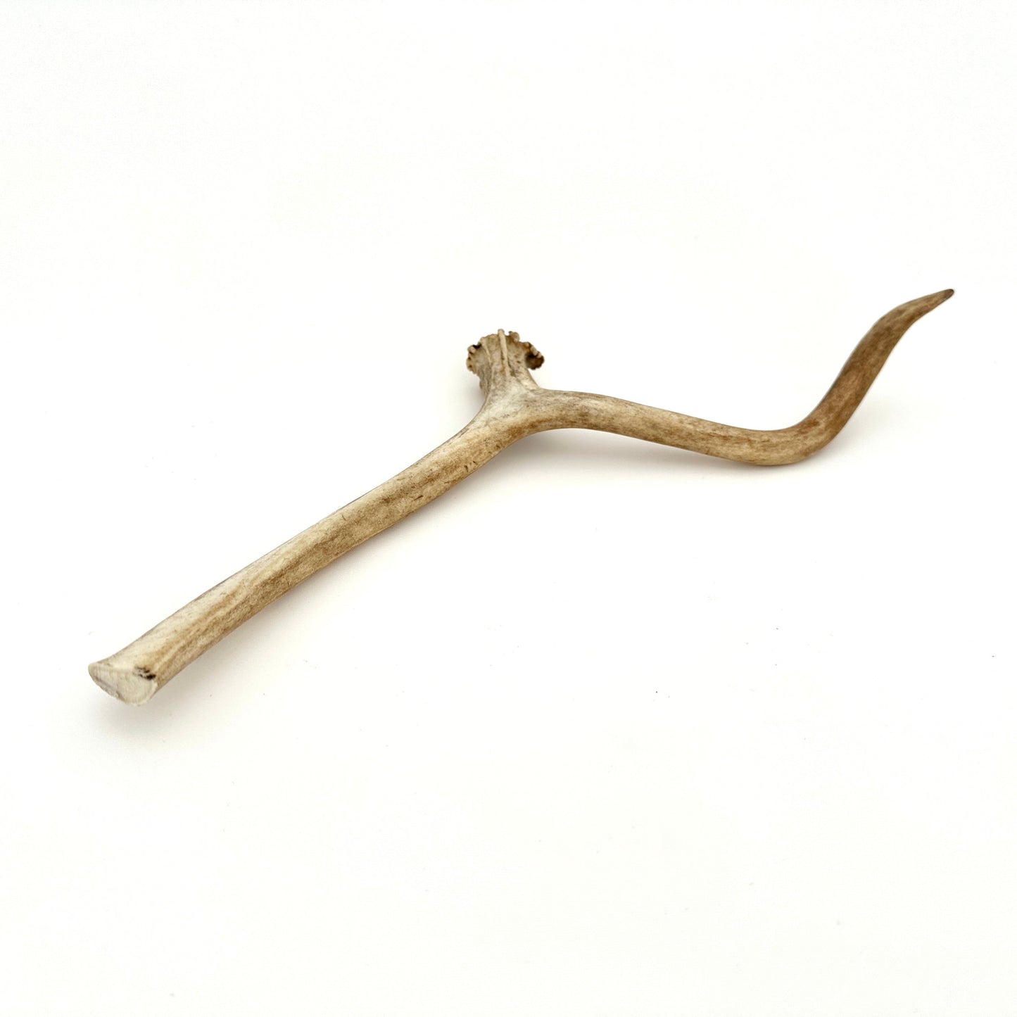 Swedish reindeer antlers