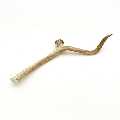 Swedish reindeer antlers
