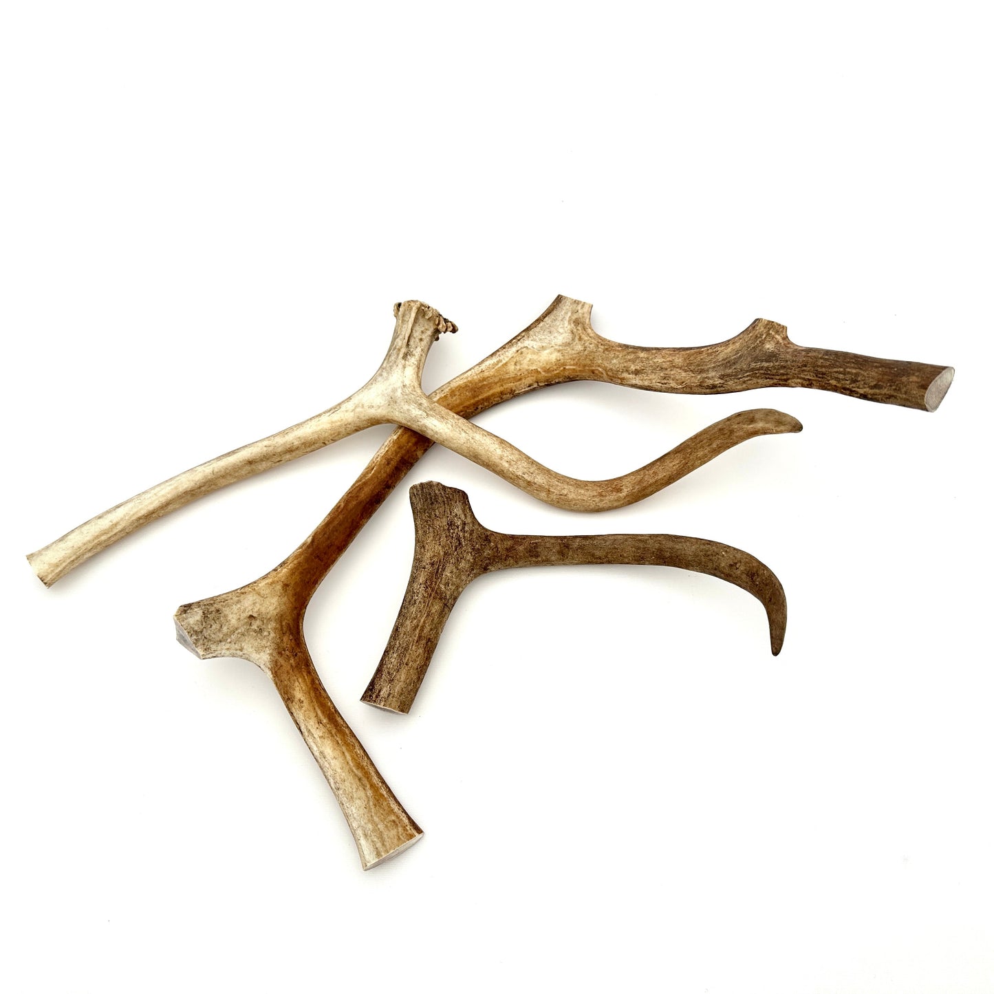 Swedish reindeer antlers