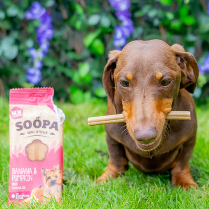 Soopa - Dental Sticks MINI | Banana & Pumpkin (8-pack)