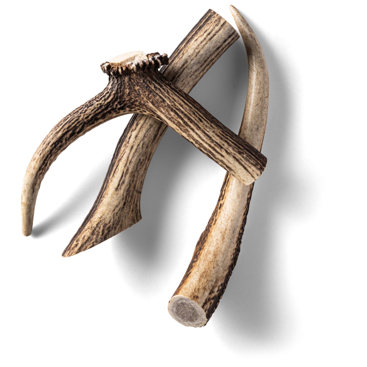 RAUH! - Deer Antler
