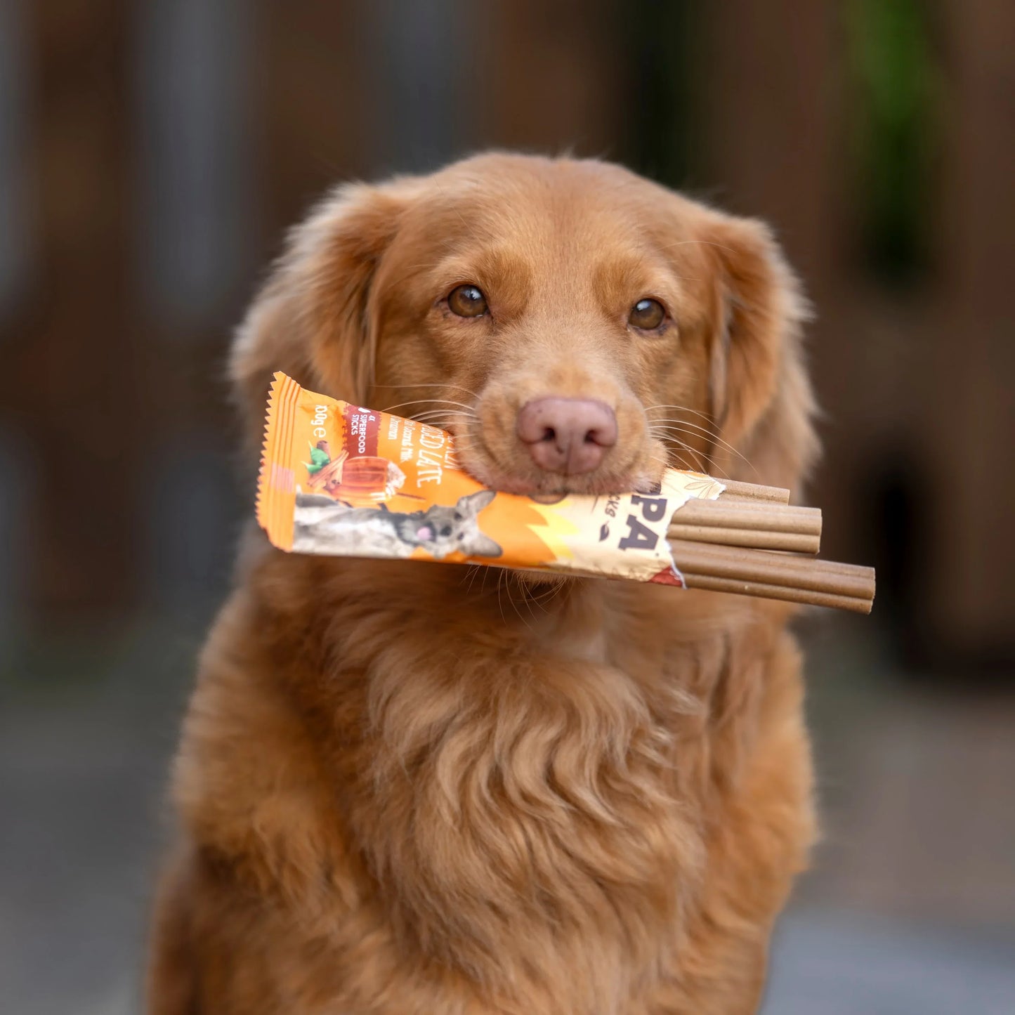 Chew Sticks | Pumpkin Spiced Latte - Pumpkin & Cinnamon (4-pack)