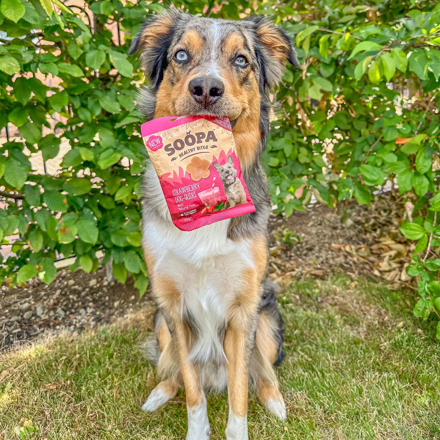 Hundgodis | Strawberry Dog-Quiri, jordgubb och kokos (50g, 50 bitar)