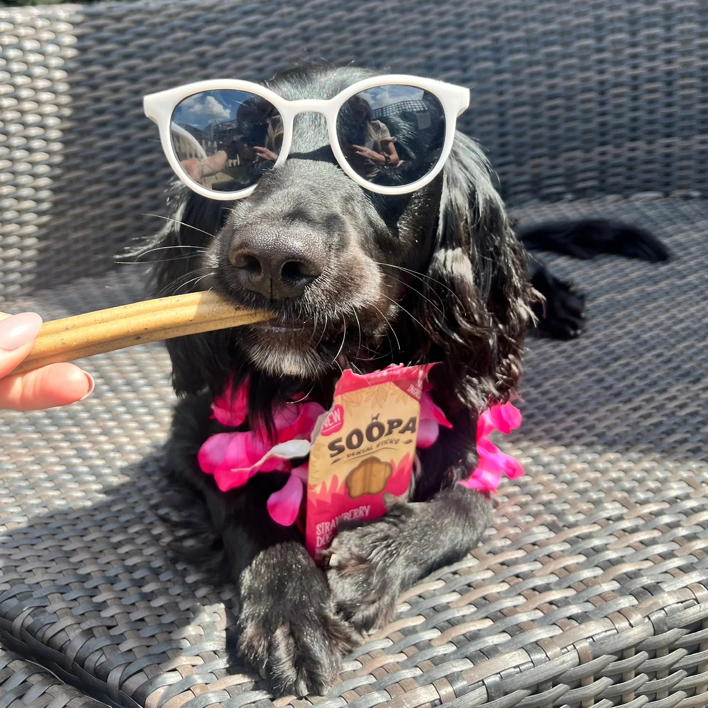 Chew Sticks | Strawberry Dog-Quiri - Strawberry & Coconut (4-pack)