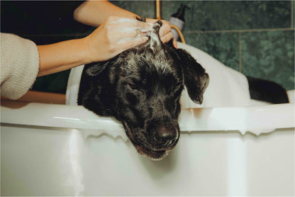 Shiny Fur Shampoo 2-pack – For Oily Hair & Dry Skin