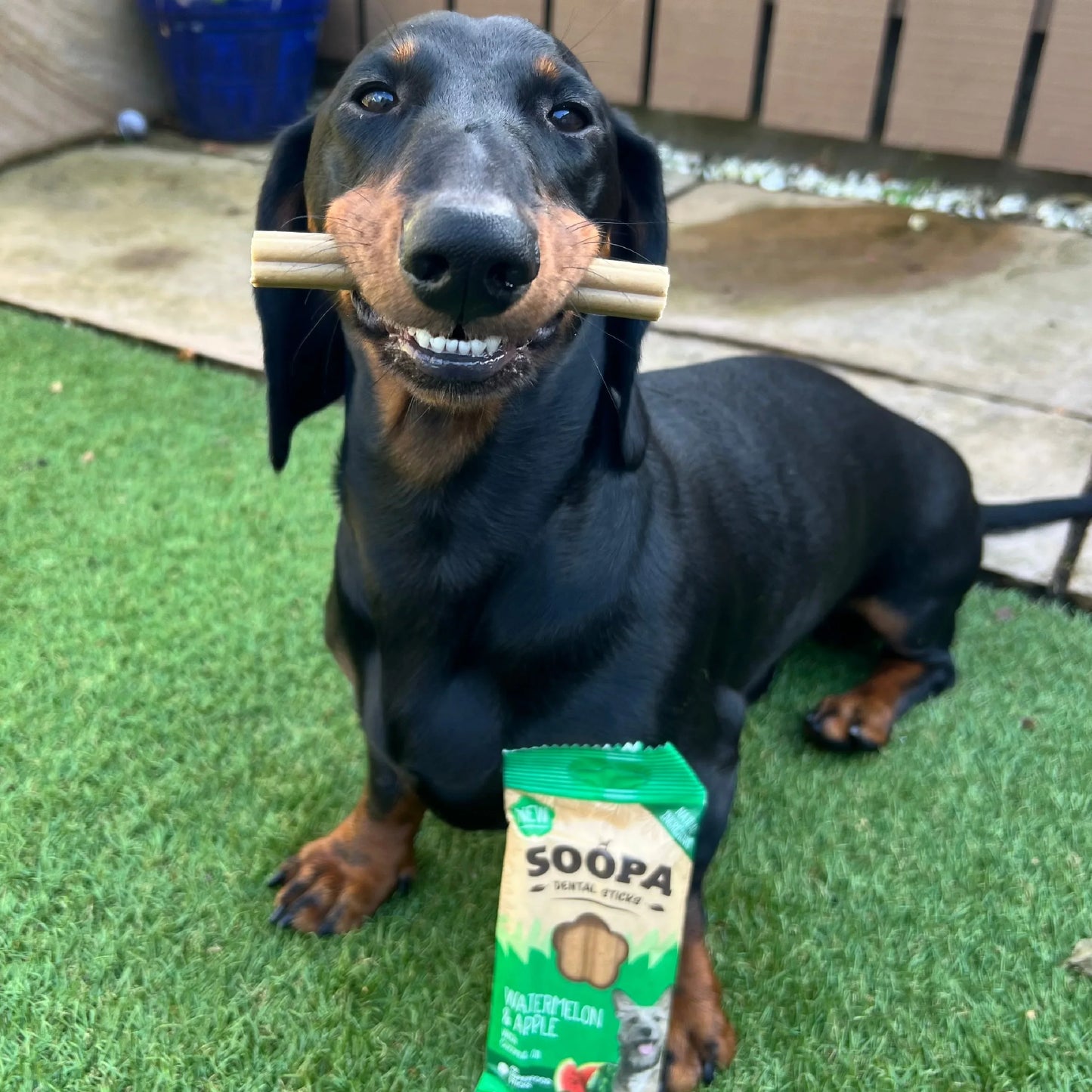 Chew Sticks | Watermelon & Apple (4-pack)