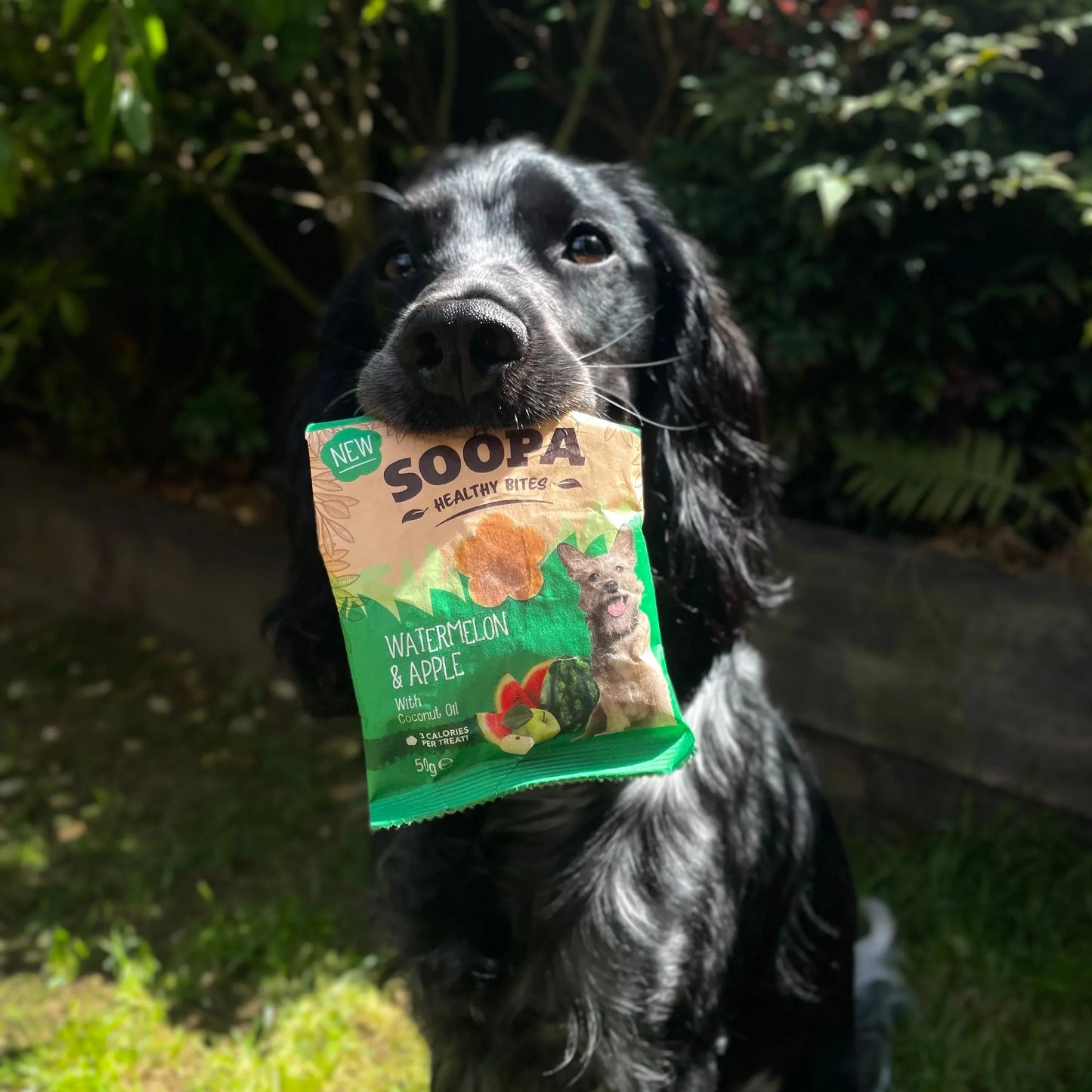 Dog treats | Watermelon & Apple (50g, 50 pcs)
