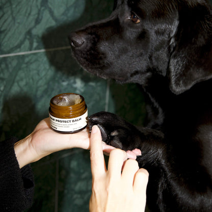 Paw Protect Balm 2-pack - For Dry Paws and Noses