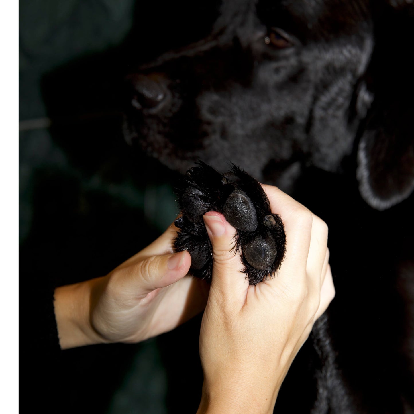Paw Protect Balm 2-pack - For Dry Paws and Noses