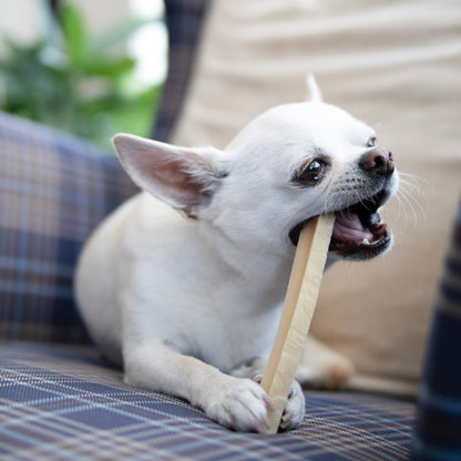 Chewing on cheese