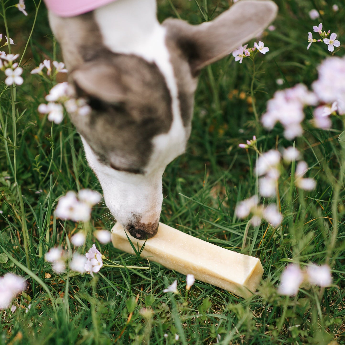 Chewing on cheese